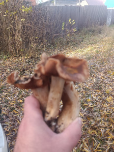 Гриб из Воронеж