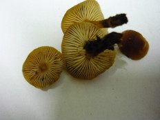 Гриб из Кулига Удмуртия