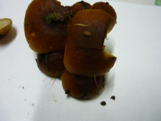 Гриб из Кулига Удмуртия