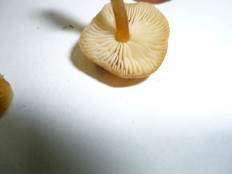 Гриб из Кулига Удмуртия