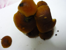 Гриб из Кулига Удмуртия