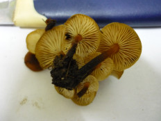 Гриб из Кулига Удмуртия