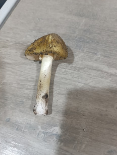 Гриб из Мелитополь