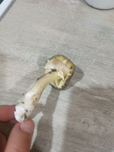 Гриб из Мелитополь