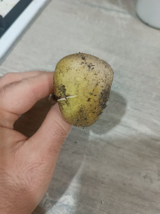 Гриб из Мелитополь