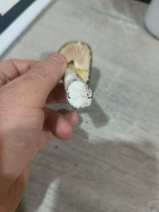 Гриб из Мелитополь