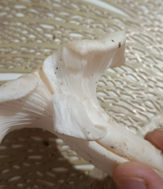 Гриб из Краснодар