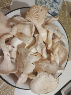 Гриб из Краснодар