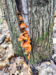 Гриб из Москва