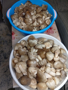 Гриб из Ейск