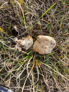 Гриб из Симферополь