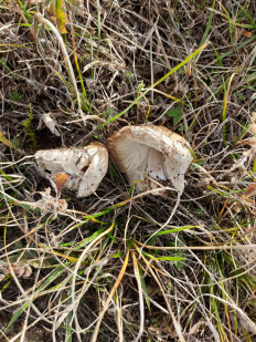 Гриб из Симферополь