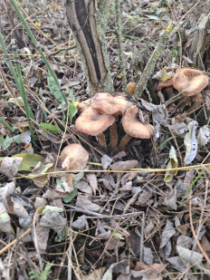 Гриб из Гомель