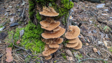 Гриб из воронеж