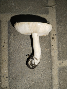 Гриб из Зерноград