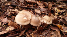 Гриб из Тула