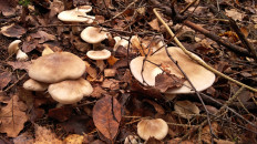 Гриб из Тула