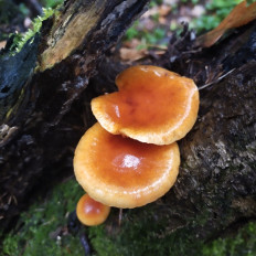 Гриб из Мытищи