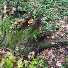 Гриб из Мытищи