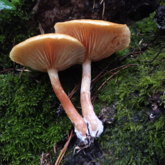 Гриб из Мытищи