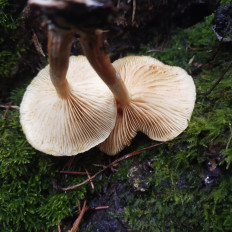 Гриб из Мытищи