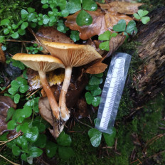 Гриб из Мытищи