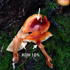 Гриб из Мытищи