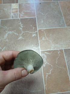 Гриб из Кантемировка