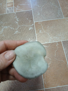 Гриб из Кантемировка