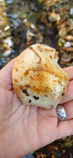 Гриб из Южно-Сахалинск