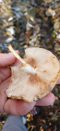 Гриб из Южно-Сахалинск