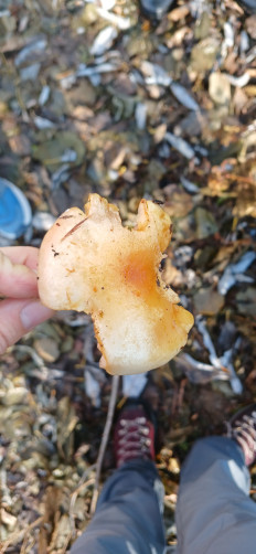 Гриб из Южно-Сахалинск