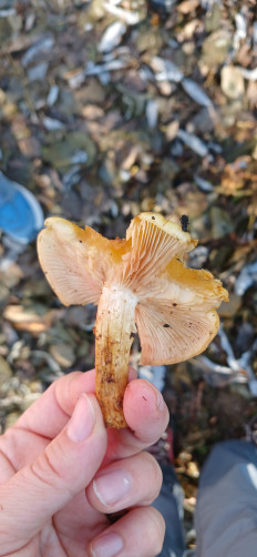 Гриб из Южно-Сахалинск