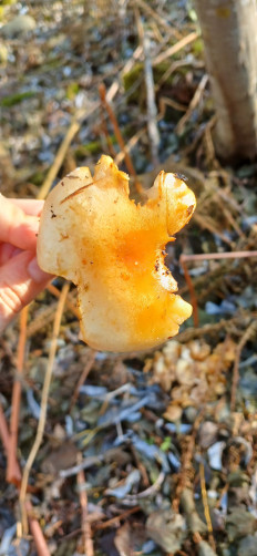 Гриб из Южно-Сахалинск