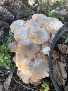 Гриб из Г. Новороссийск