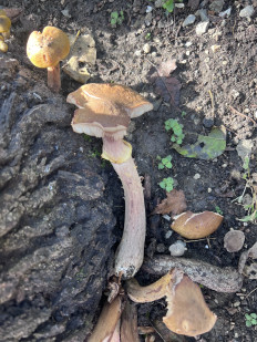 Гриб из Г. Новороссийск