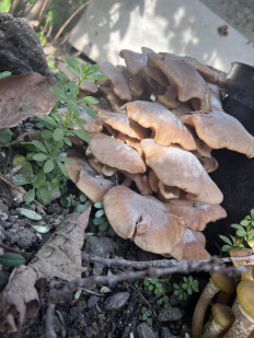 Гриб из Г. Новороссийск