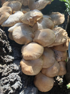 Гриб из Г. Новороссийск