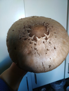 Гриб из Невинномысск