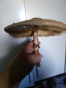 Гриб из Невинномысск