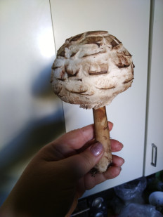 Гриб из Невинномысск