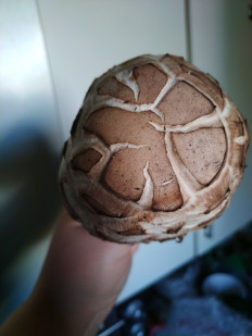 Гриб из Невинномысск