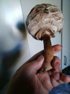 Гриб из Невинномысск