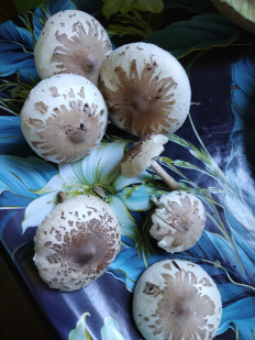 Гриб из Невинномысск