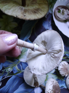 Гриб из Невинномысск