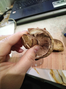 Гриб из Невинномысск