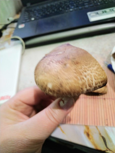 Гриб из Невинномысск