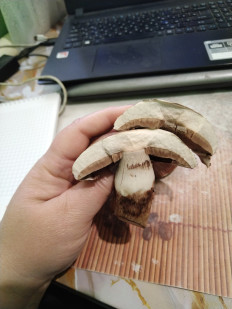 Гриб из Невинномысск