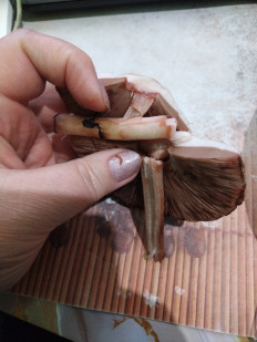 Гриб из Невинномысск