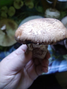 Гриб из Невинномысск